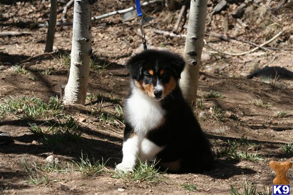 Puppies in CO